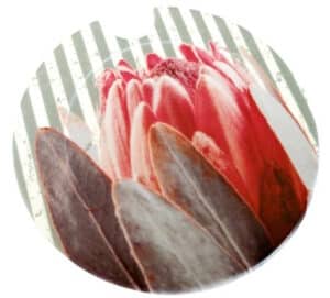 Protea on Stripes Licence Disk Holder 027